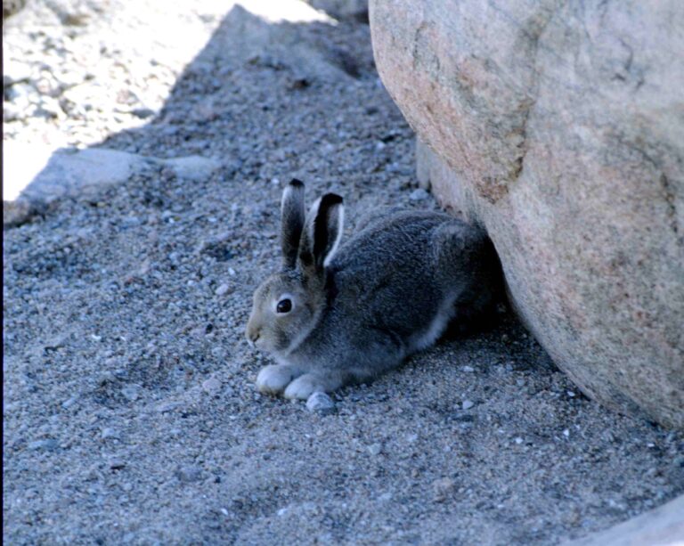 lepus arcticus 1996 07 30 lepus arcticus 1996 07 30