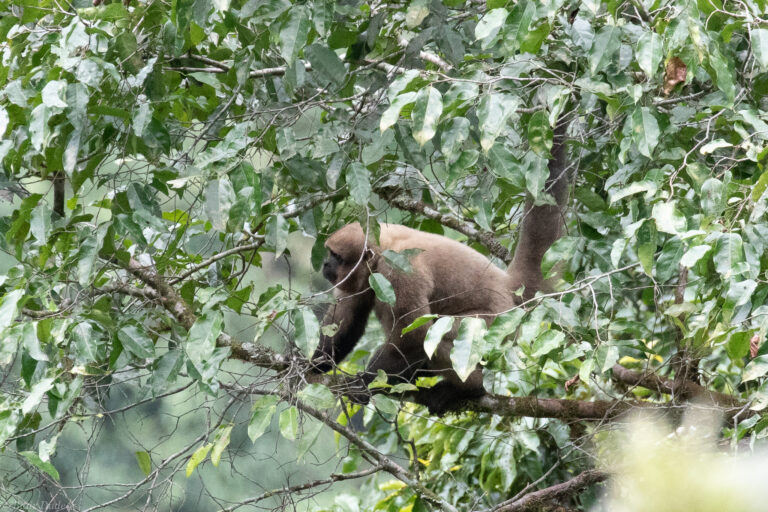 colombian woolly monkey imported from inaturalist photo 75490218 on 23 march 2024