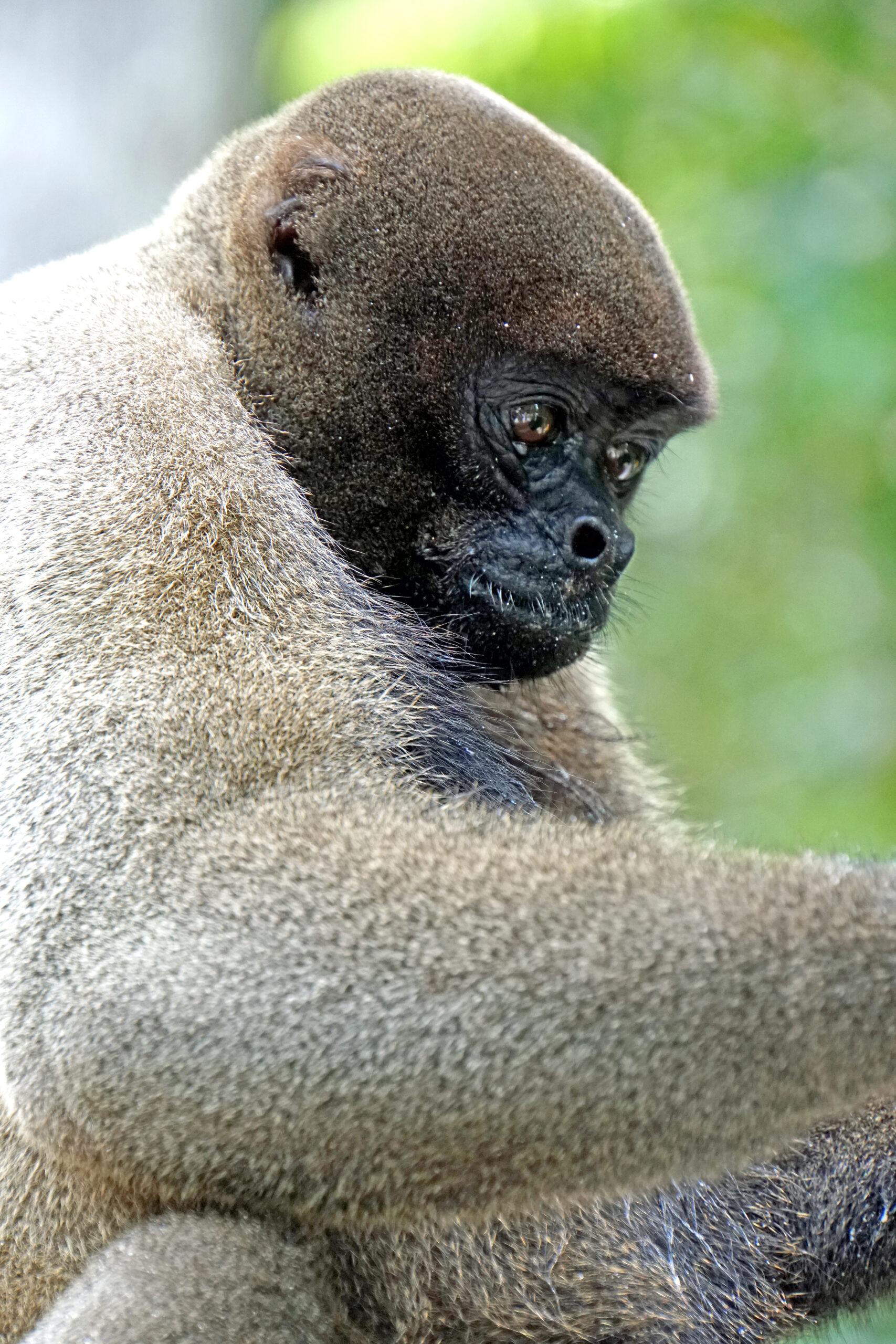2019 10 06 grey woolly monkey 03