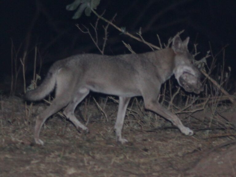 canis lupus arabs, dhofar governorate, oman canis lupus arabs, dhofar governorate, oman