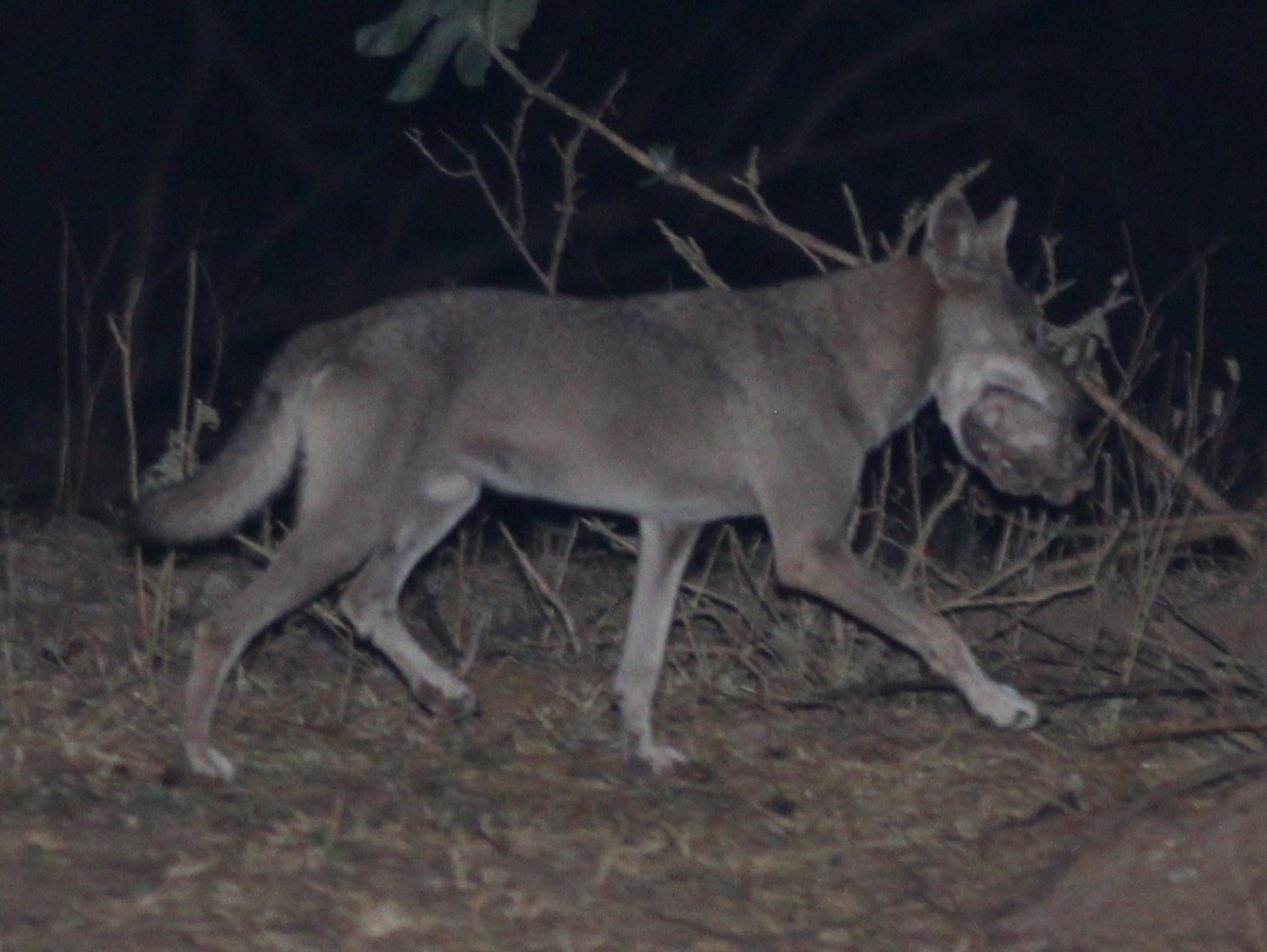 canis lupus arabs, dhofar governorate, oman canis lupus arabs, dhofar governorate, oman