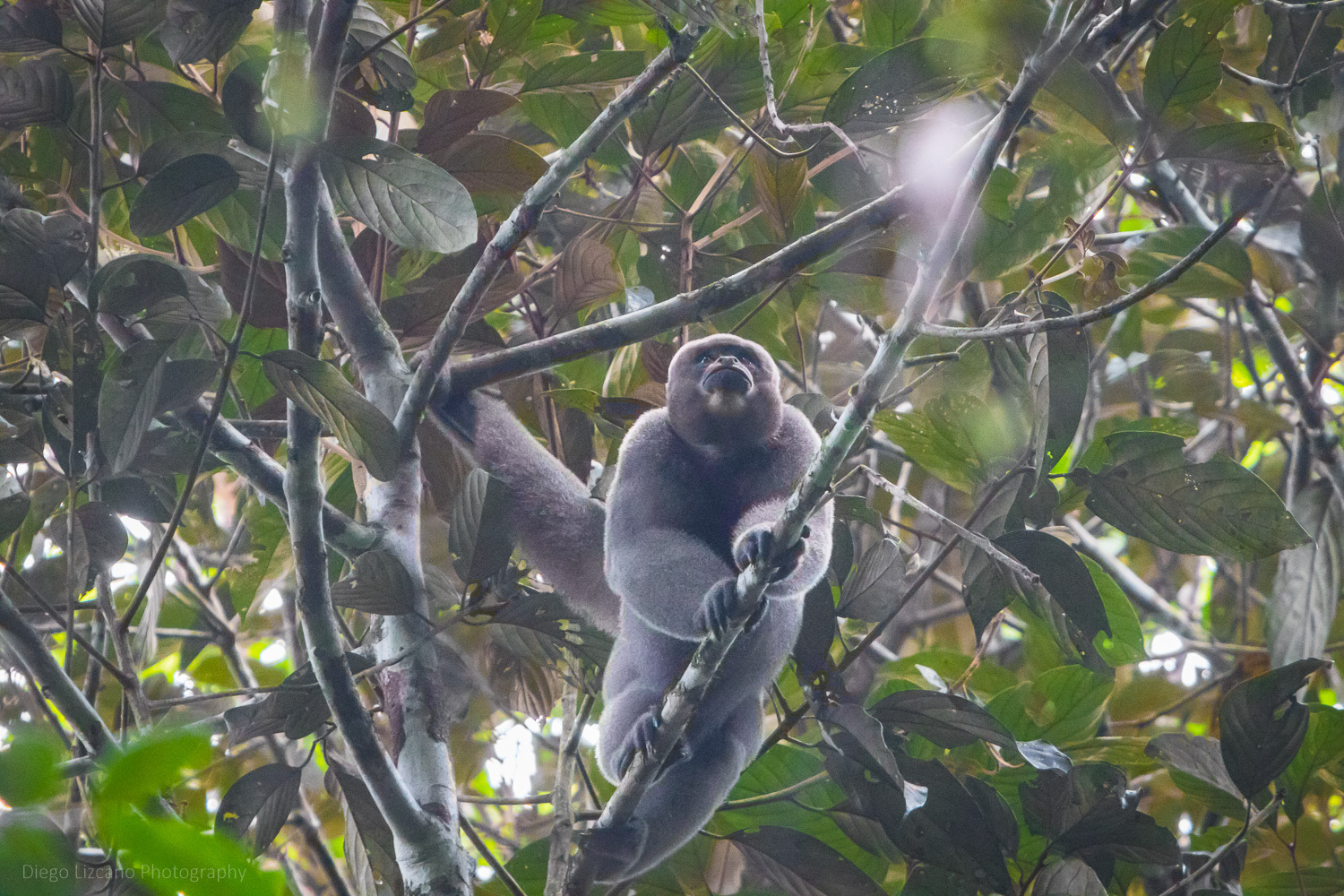 common woolly monkey imported from inaturalist photo 226170091 on 15 march 2024