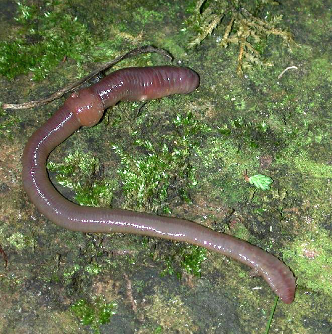 file:regenwurm1.jpg file:regenwurm1.jpg