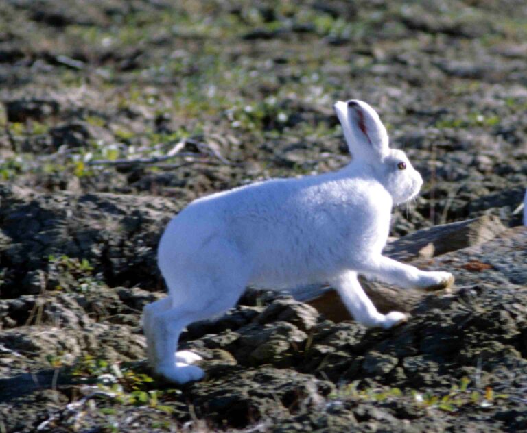 lepus arcticus 1997 08 04 lepus arcticus 1997 08 04
