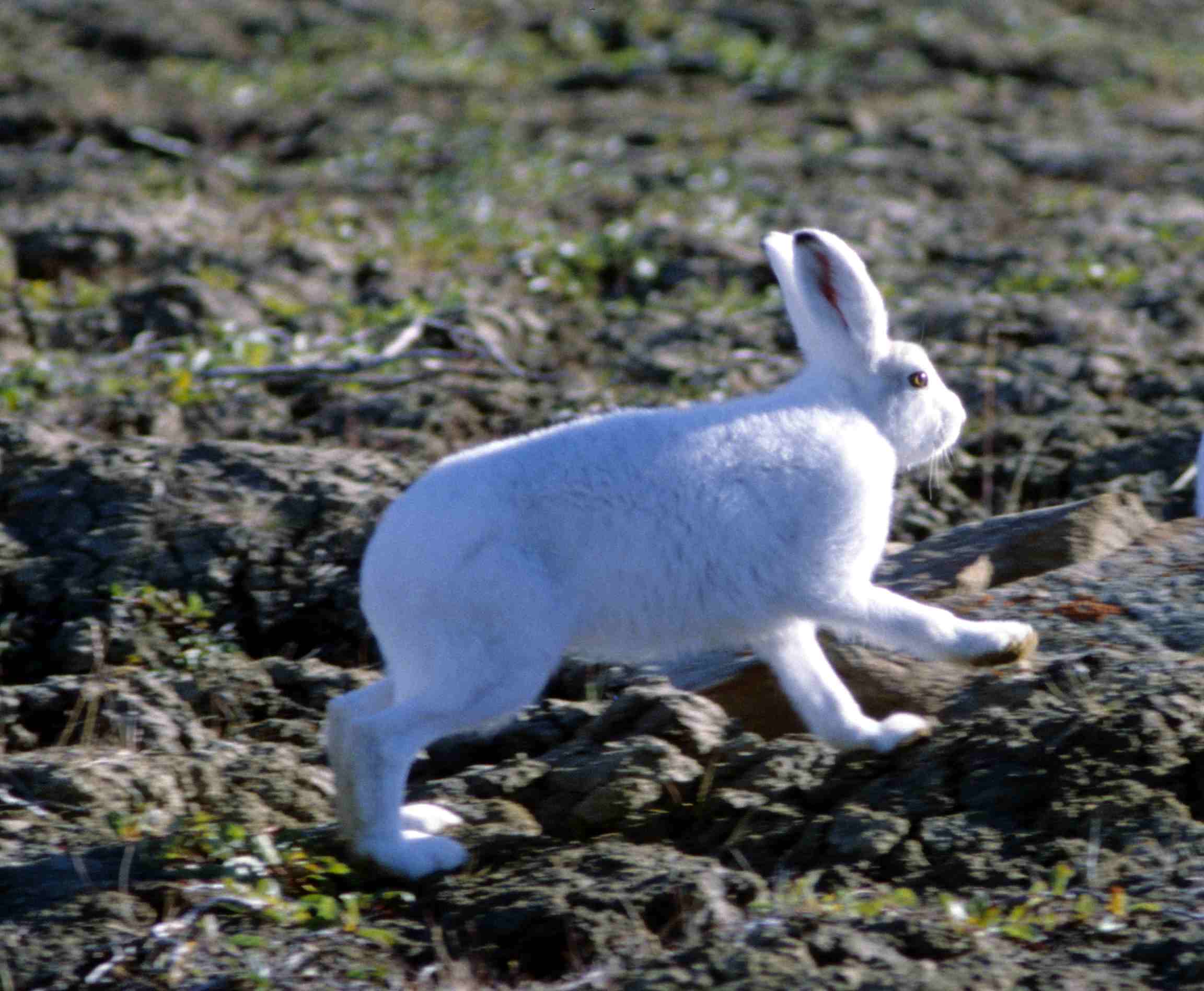 lepus arcticus 1997 08 04 lepus arcticus 1997 08 04
