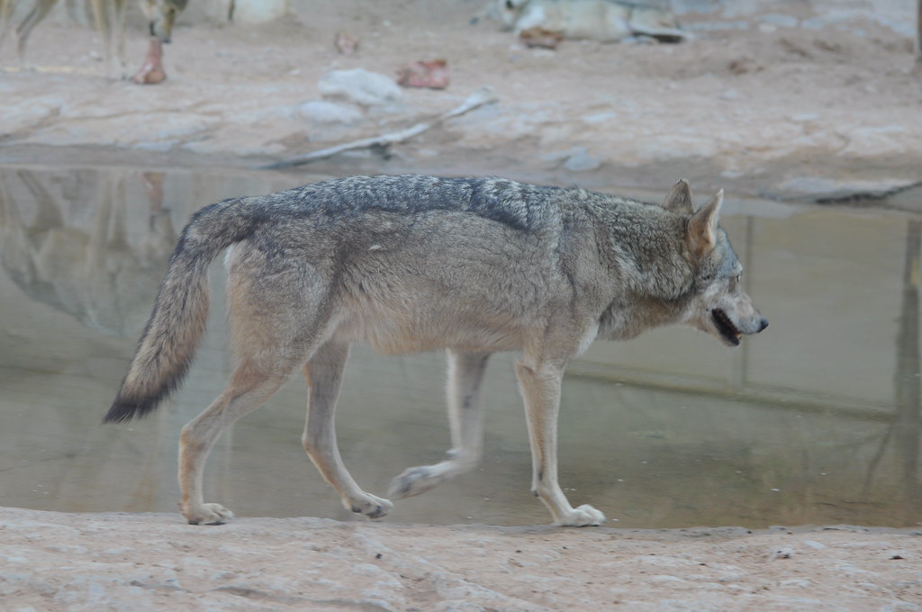 arabian wolf arabian wolf