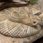 Aruba Rattlesnake