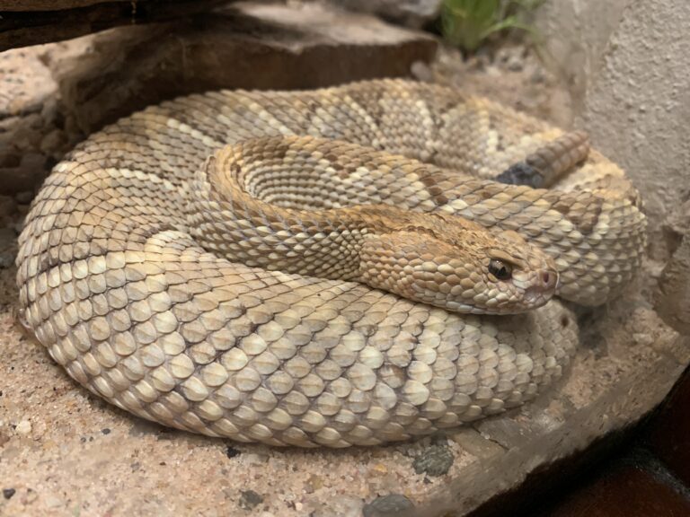 aruba island rattlesnake (crotalus unicolor) Aruba Rattlesnake