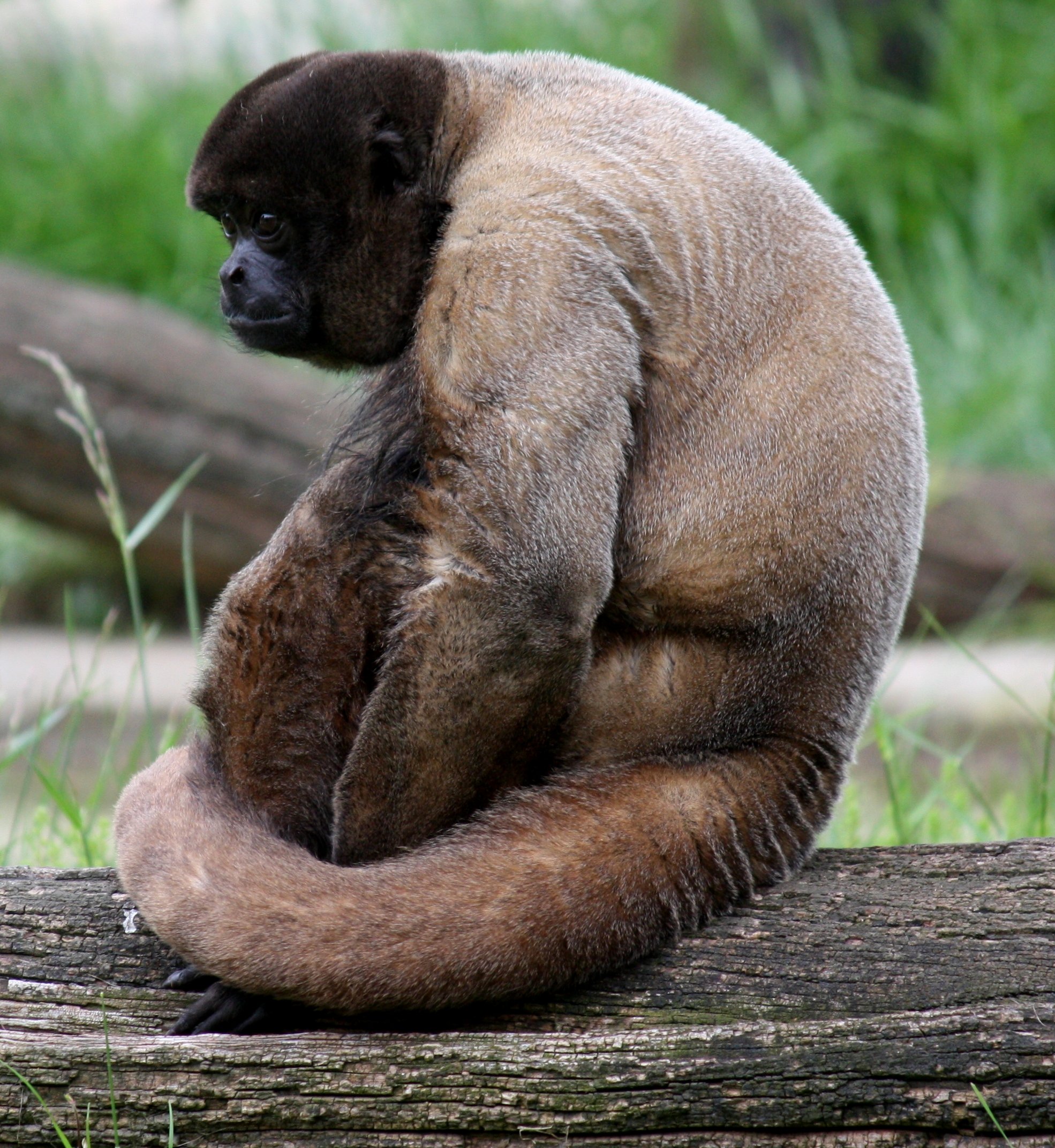 brown woolly monkey 040
