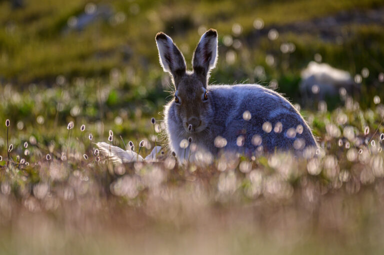 arctic hare (lepus arcticus) in sachs harbour 02 arctic hare (lepus arcticus) in sachs harbour 02