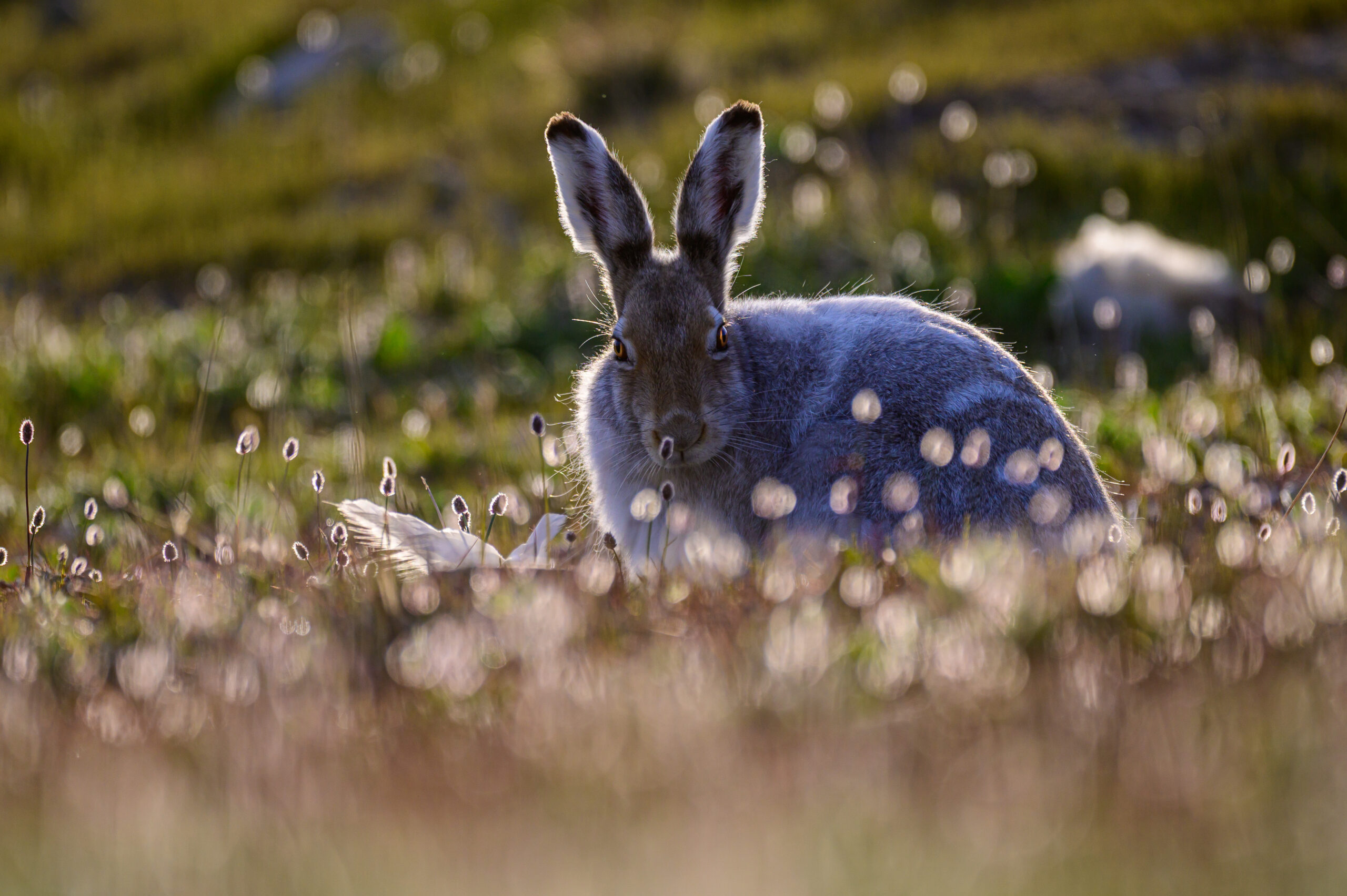 arctic hare (lepus arcticus) in sachs harbour 02 arctic hare (lepus arcticus) in sachs harbour 02