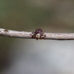Wood Tick