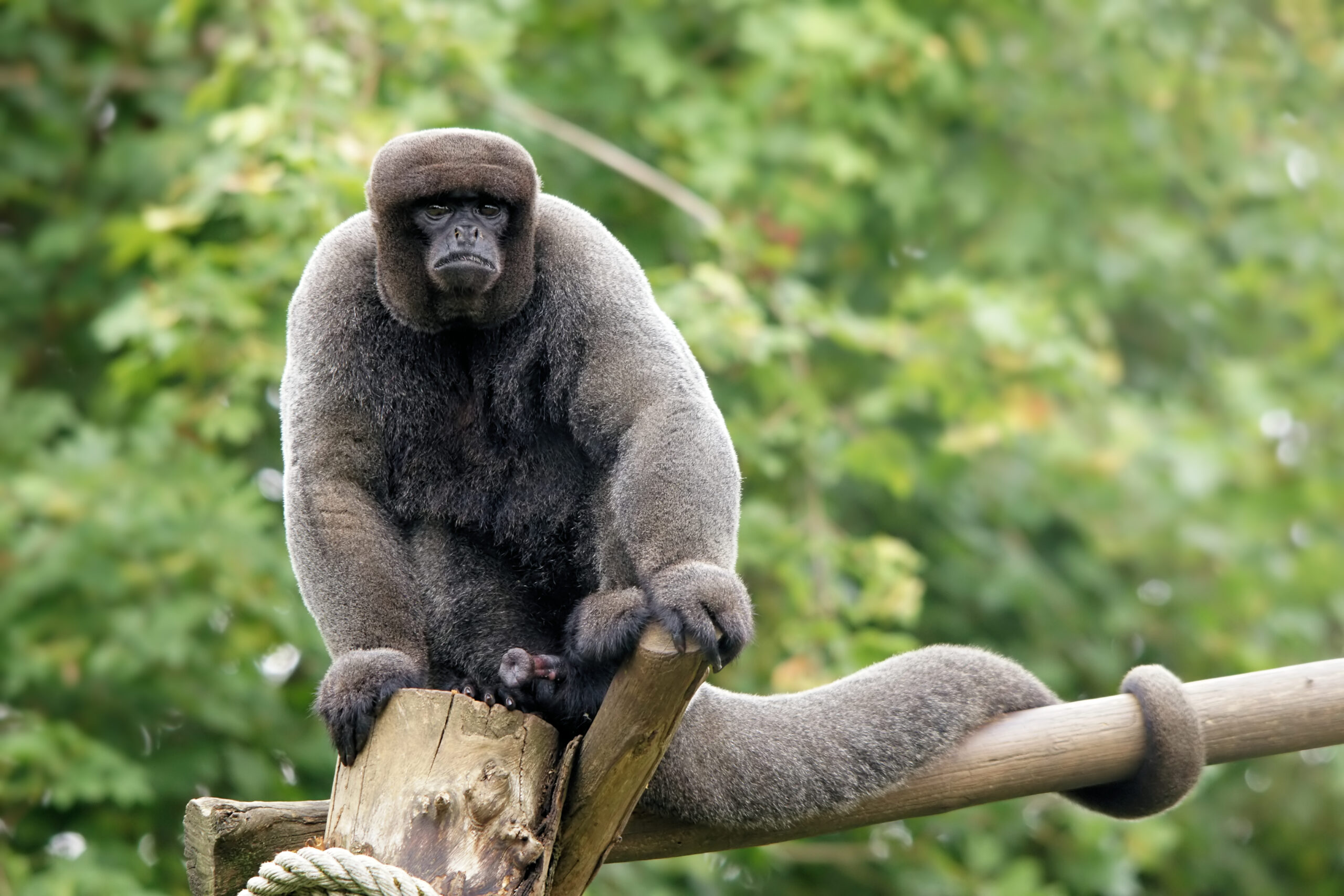 lagothrix lagotricha (male)  Woolly Monkey