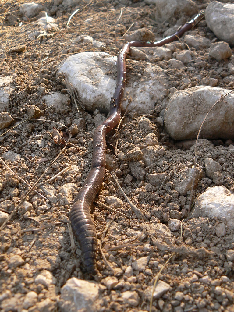 long earthworm long earthworm