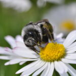Ashy Mining Bee