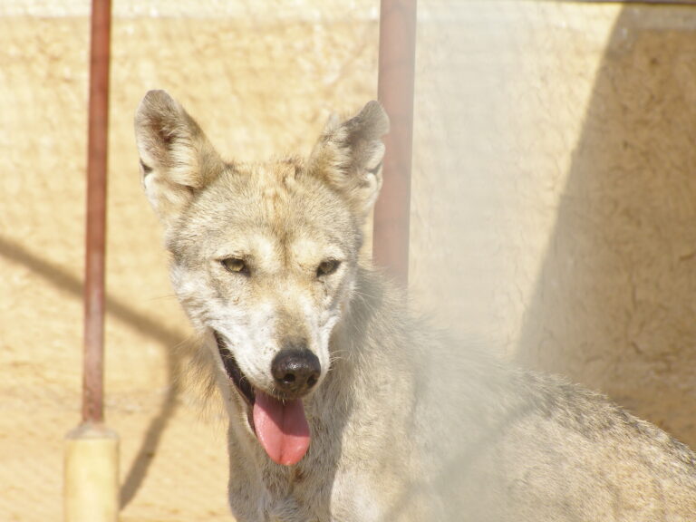 canis lupus arabs head front canis lupus arabs head front