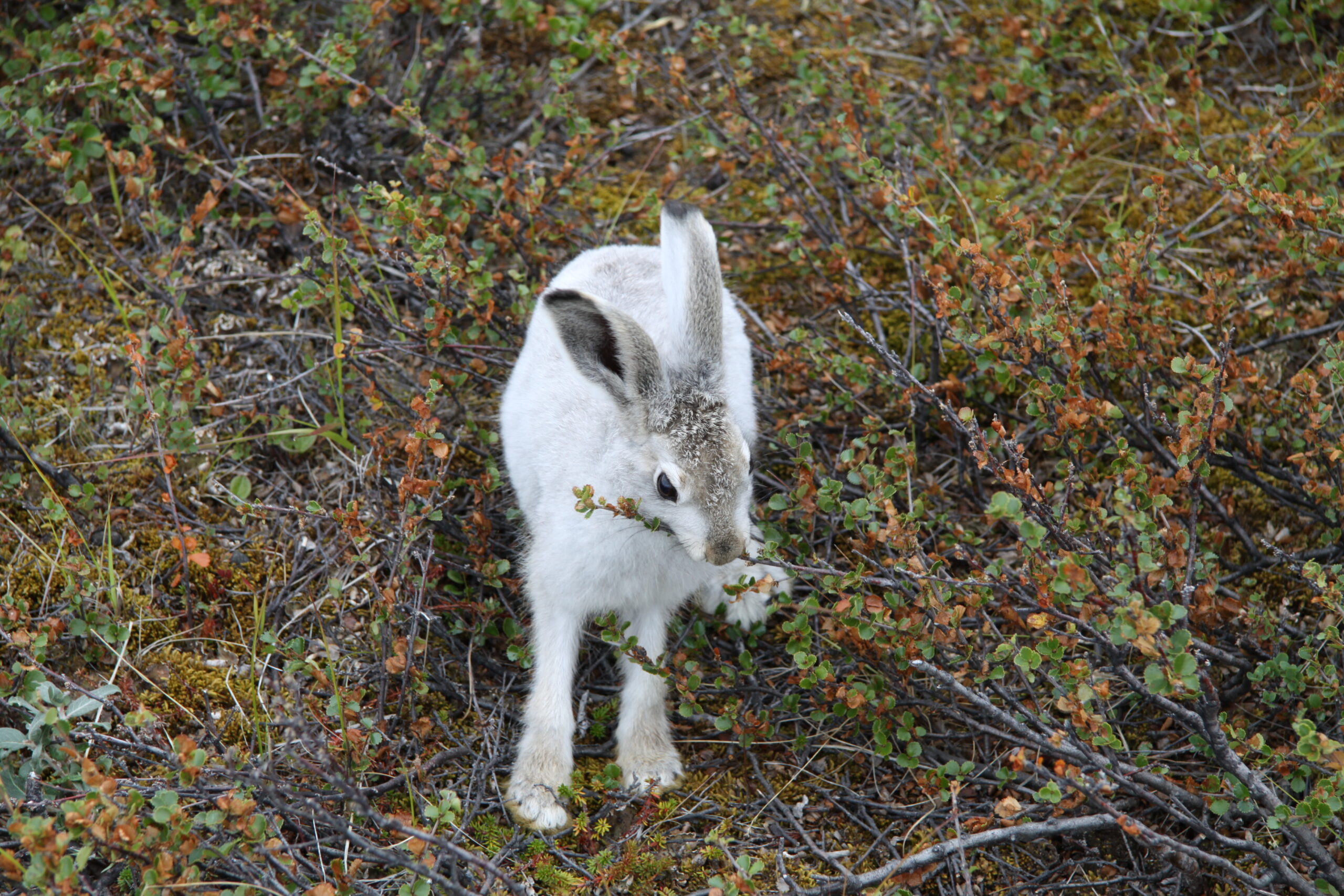 file:lepus arcticus (1).jpg file:lepus arcticus (1).jpg
