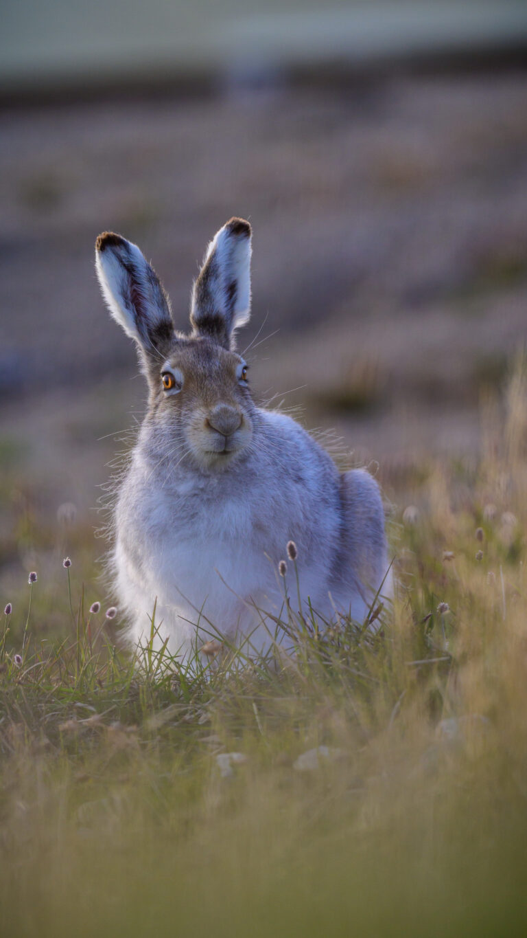 arctic hare (lepus arcticus) in sachs harbour 05 arctic hare (lepus arcticus) in sachs harbour 05