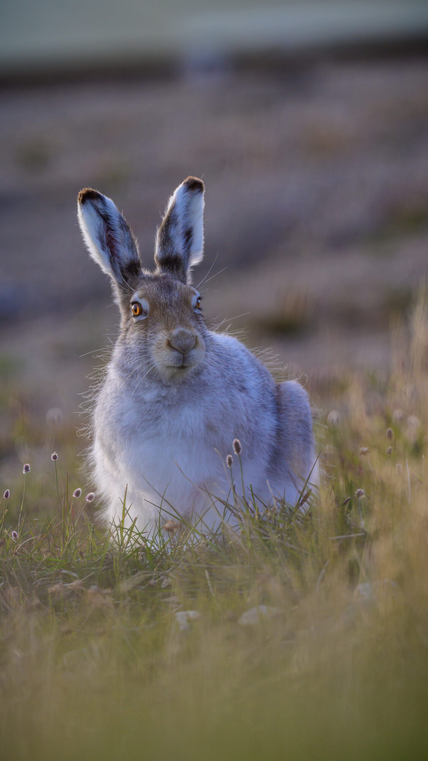 arctic hare (lepus arcticus) in sachs harbour 05 arctic hare (lepus arcticus) in sachs harbour 05