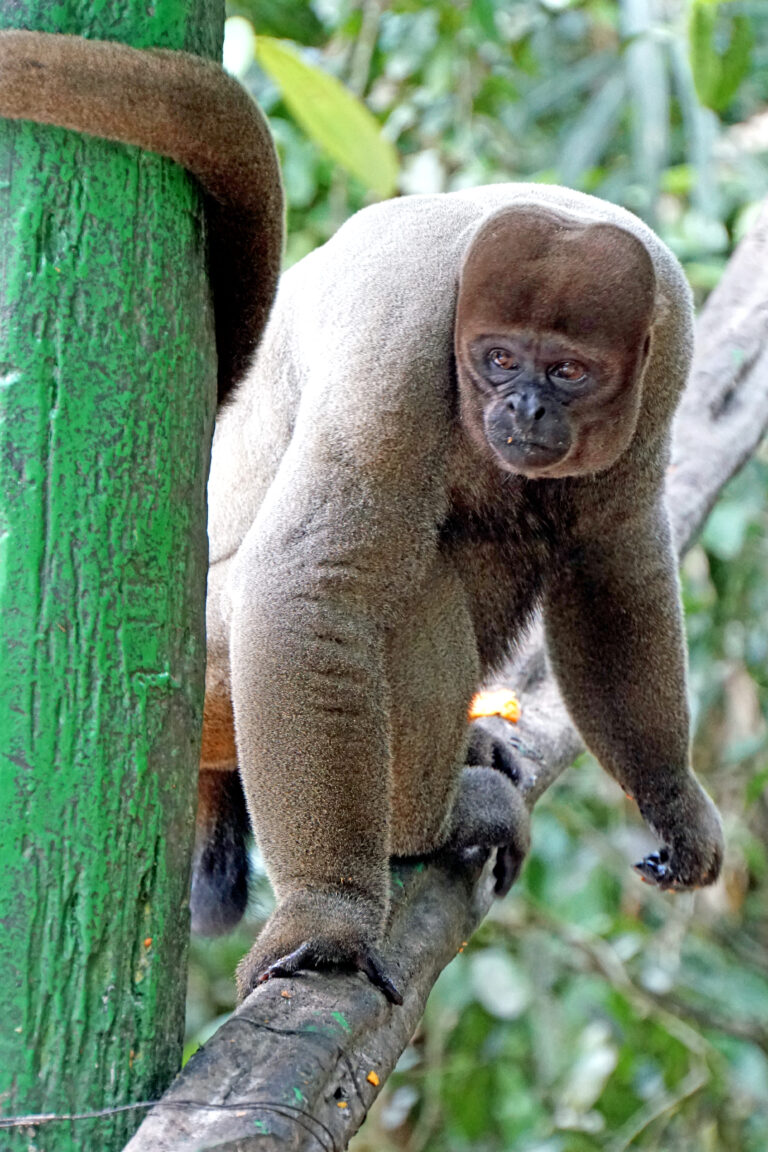 2019 10 06 grey woolly monkey 02