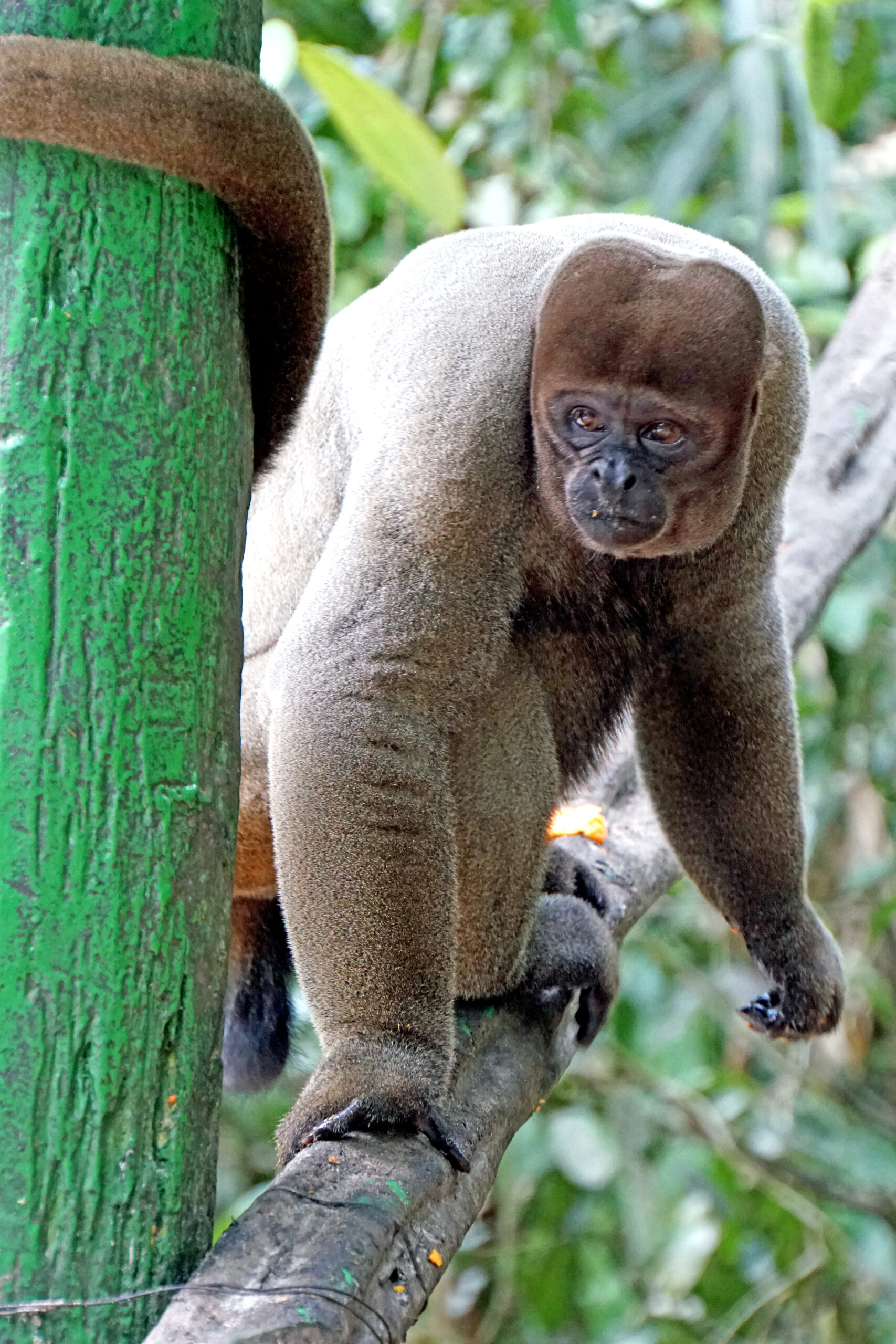 2019 10 06 grey woolly monkey 02