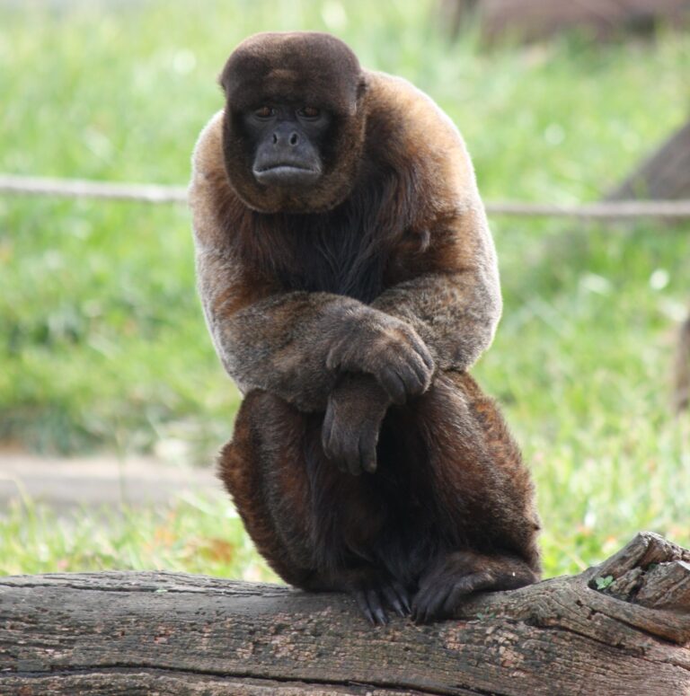brownwoollymonkey1