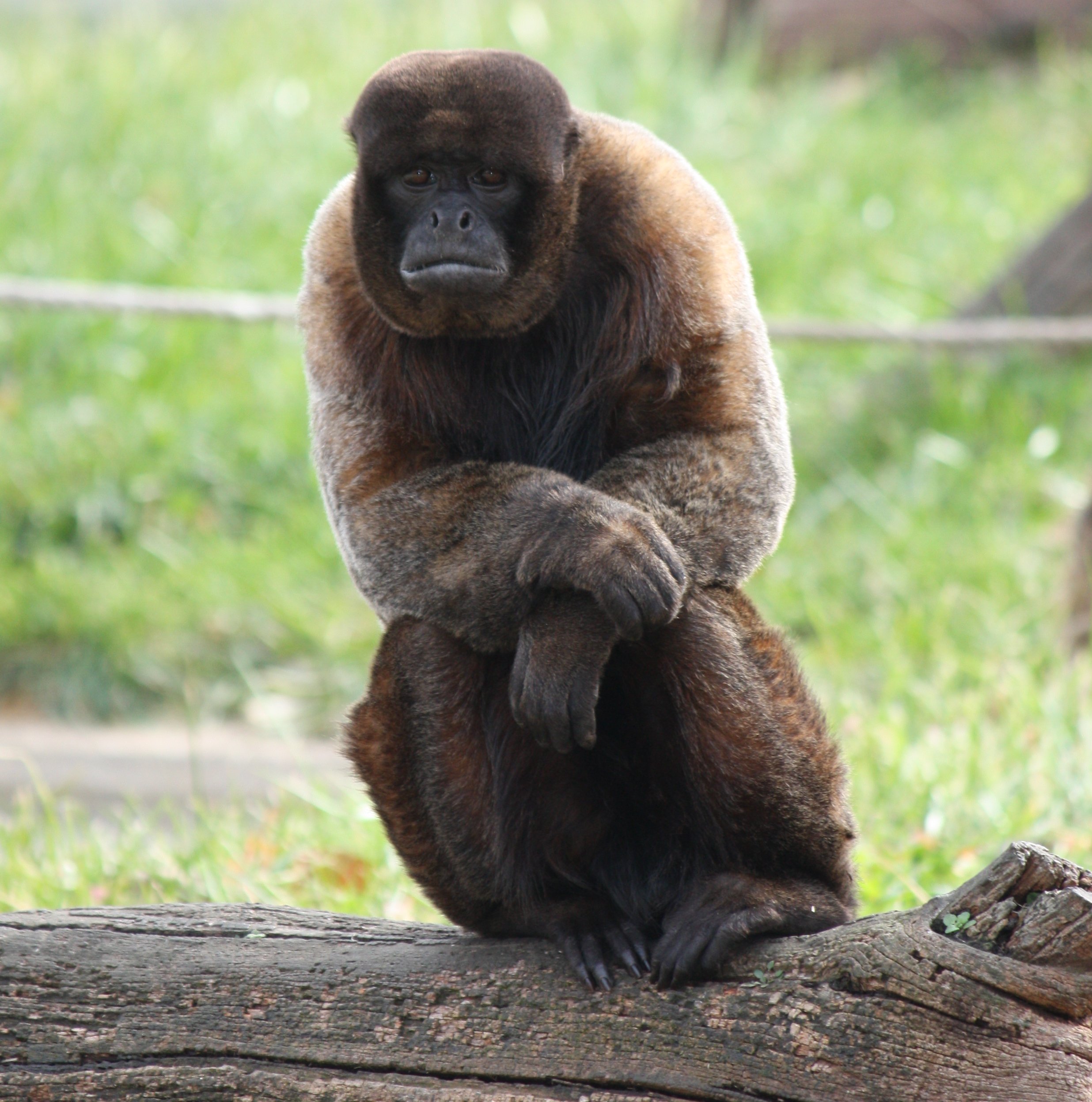 brownwoollymonkey1