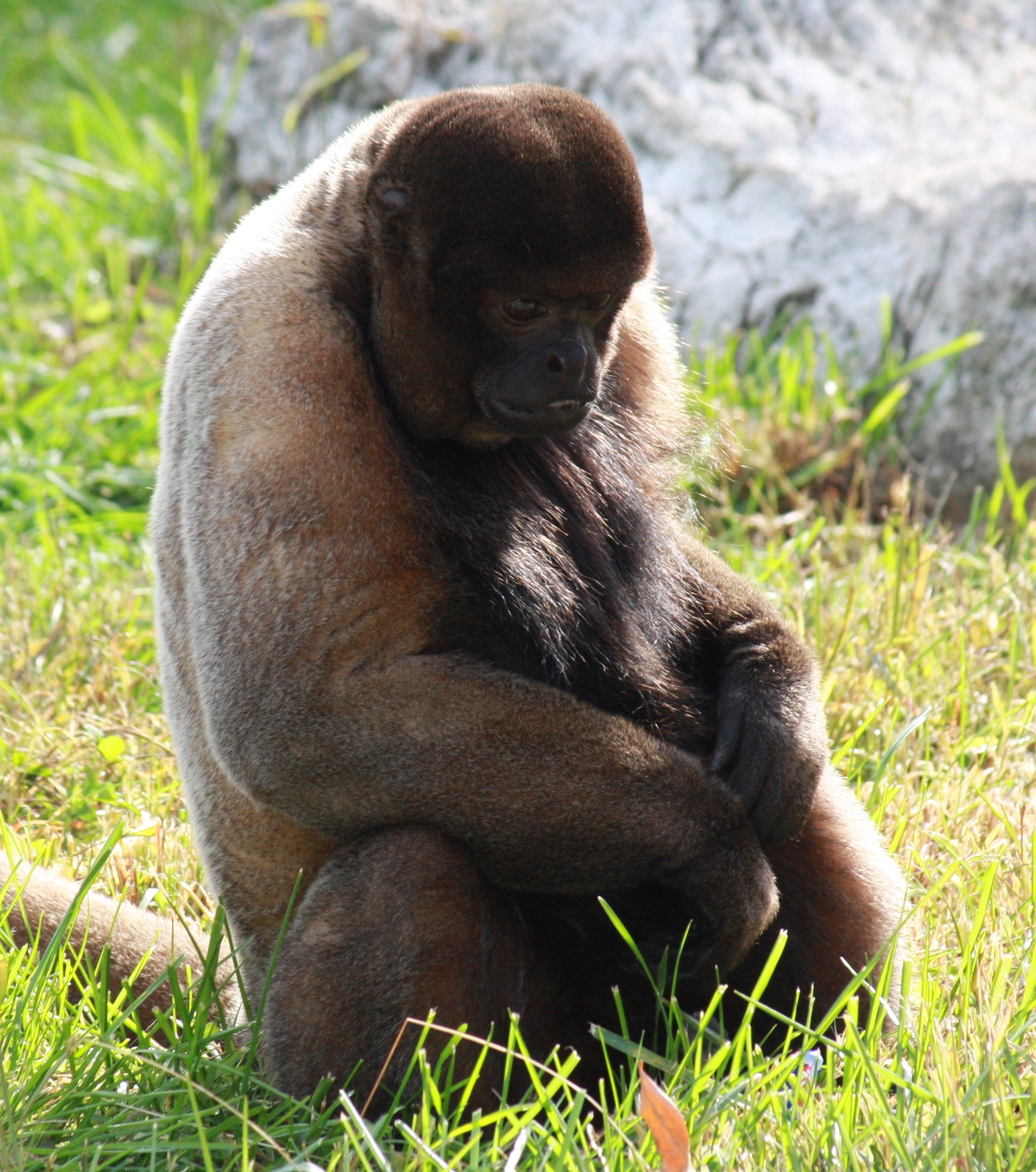 brown woolly monkey 041