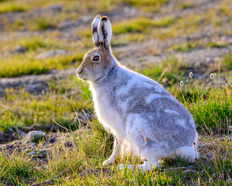 arctic hare (lepus arcticus) 01 arctic hare (lepus arcticus) 01