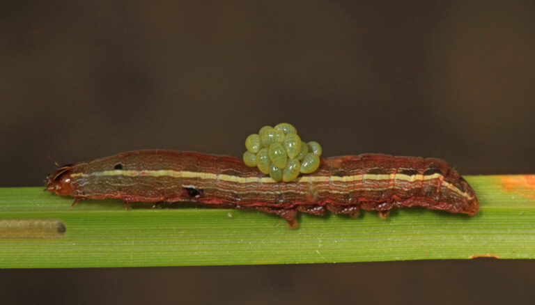yellow striped armyworm and eggs spodoptera ornithogalli, julie metz wetlands, woodbridge, virginia Armyworm