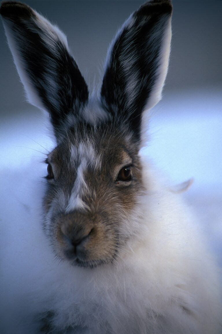 lepus arcticus 109904093 lepus arcticus 109904093