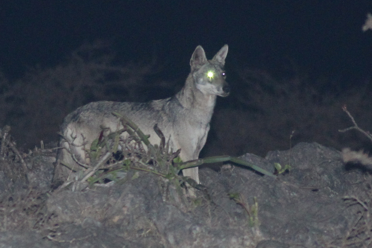 arabian wolf imported from inaturalist photo 115108025 on 10 september 2022 arabian wolf imported from inaturalist photo 115108025 on 10 september 2022