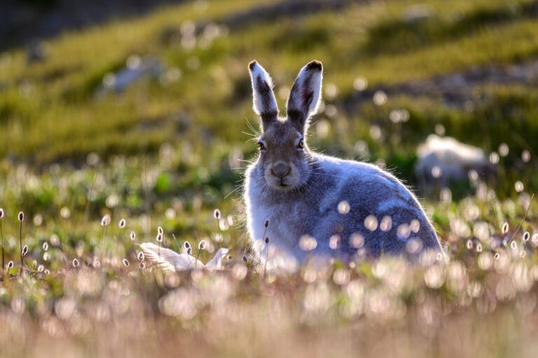 arctic hare (lepus arcticus) in sachs harbour 01 arctic hare (lepus arcticus) in sachs harbour 01