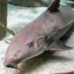 Armored Catfish