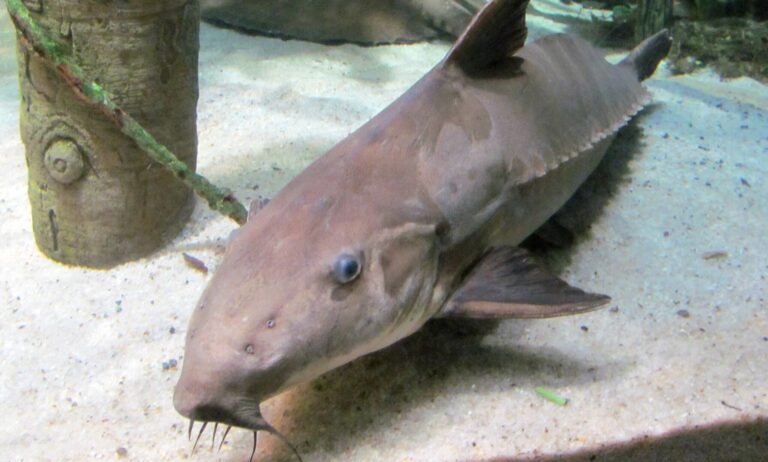 black armored catfish (27990253583) Armored Catfish