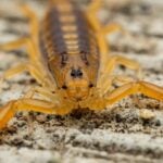Arizona Bark Scorpion