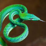Asian Vine Snake