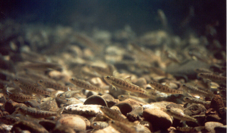 atlantic salmon parr emerging from streambed. atlantic salmon parr emerging from streambed.