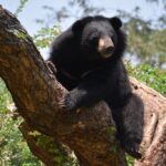 Asiatic Black Bear