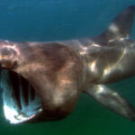 Basking Shark