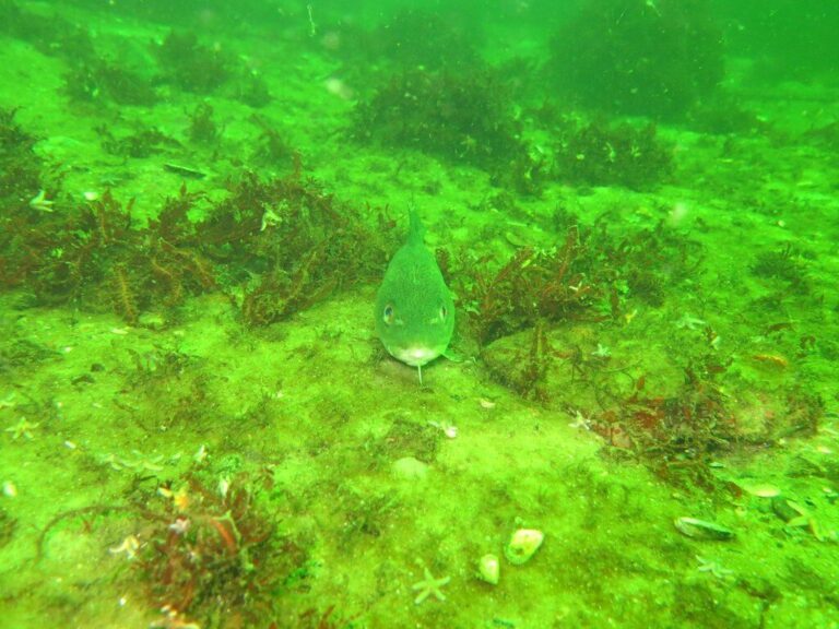 dorsch, kabeljau (gadus morhua) dorsch, kabeljau (gadus morhua)