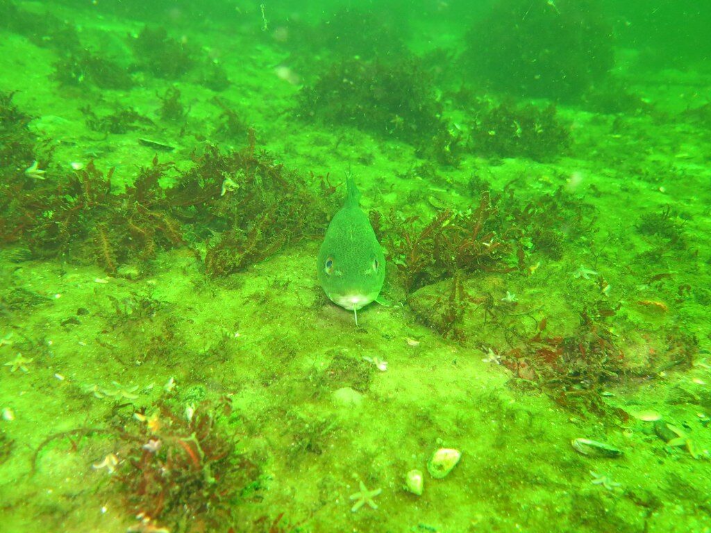 dorsch, kabeljau (gadus morhua) dorsch, kabeljau (gadus morhua)
