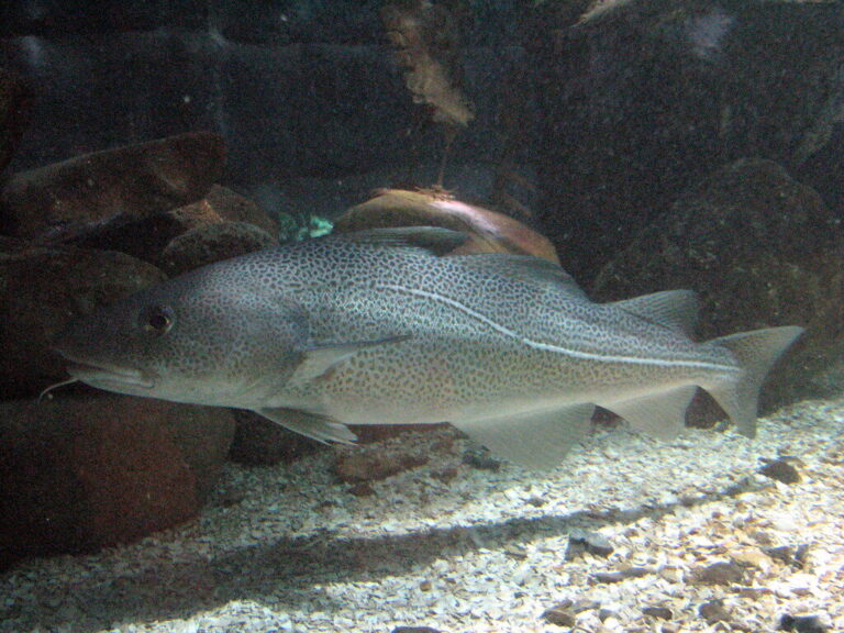 atlantic cod fish swimming tynemouth blue reef aquarium, tynemouth, tyne and wear atlantic cod fish swimming tynemouth blue reef aquarium, tynemouth, tyne and wear