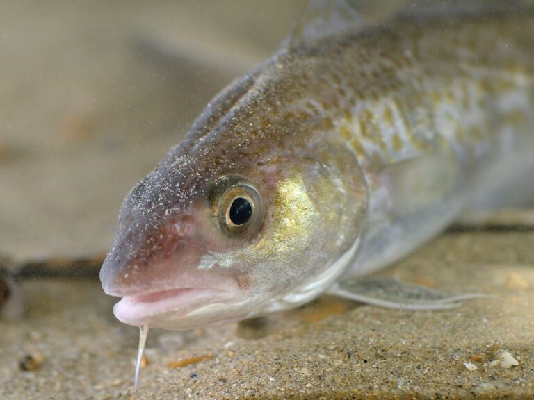 gadus morhua (head) gadus morhua (head)