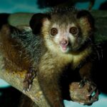 Aye-aye