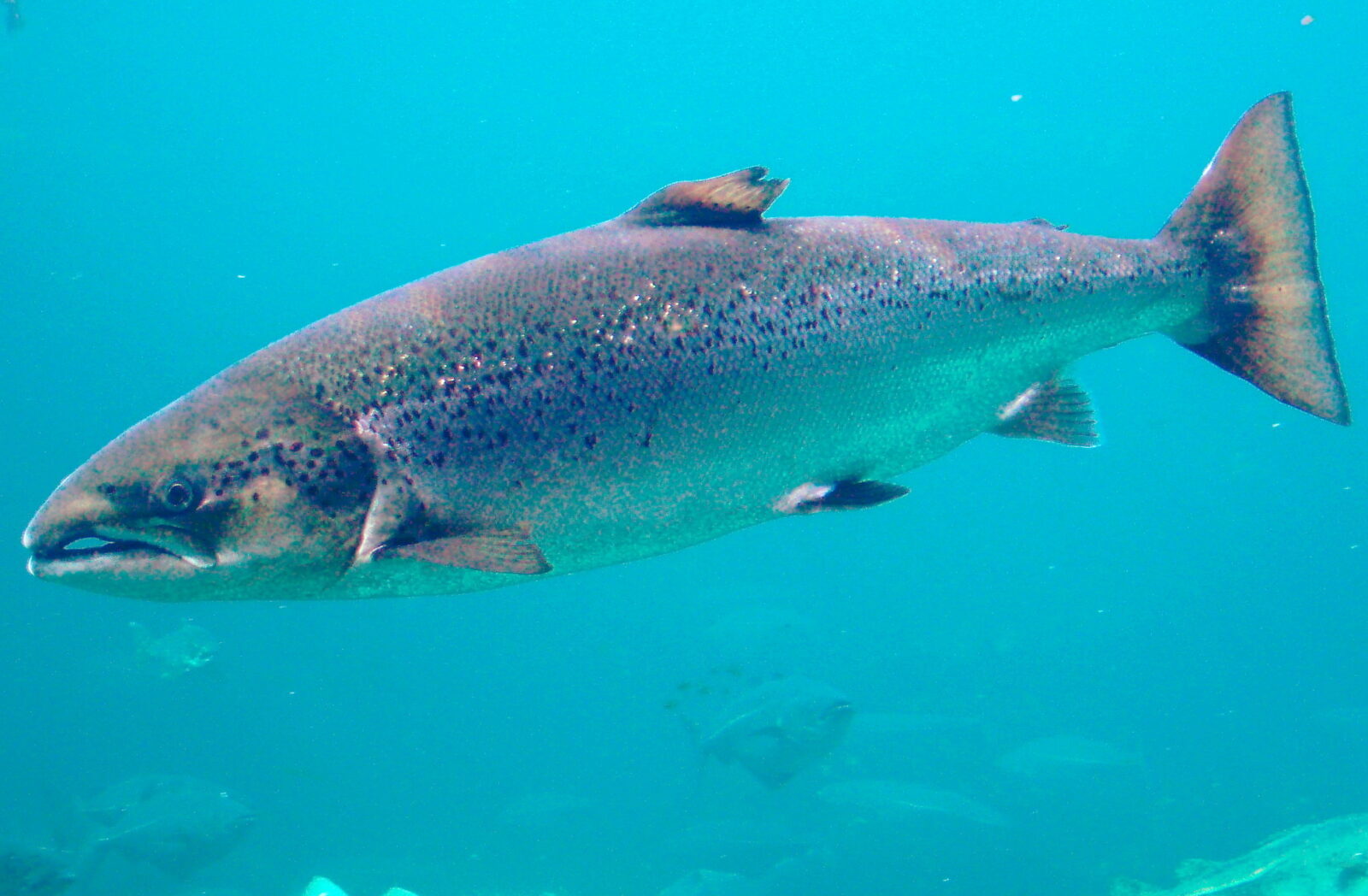 salmo salar atlantic salmon atlanterhavsparken norway (cropped) salmo salar atlantic salmon atlanterhavsparken norway (cropped) Atlantic Salmon