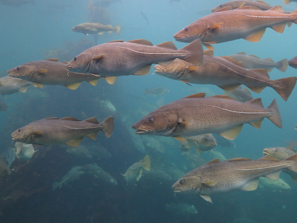 atlantic cod (gadus morhua), Ålesund aquarium, norway atlantic cod (gadus morhua), Ålesund aquarium, norway Atlantic Cod