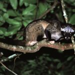 Asian Palm Civet