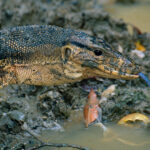 Asian Water Monitor