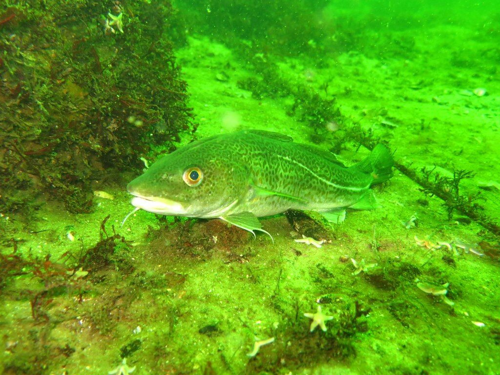 dorsch, kabeljau (gadus morhua) dorsch, kabeljau (gadus morhua)
